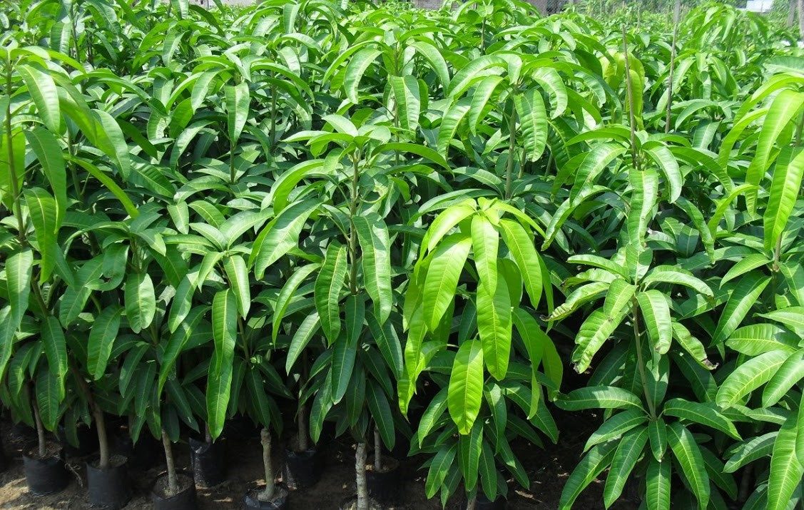 Cây Xoài Đài Loan