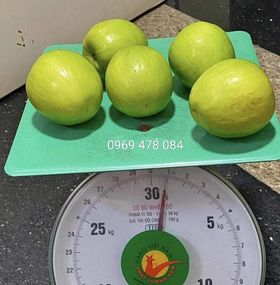 Cây Táo DH17 Loại 1 – Chuẩn F1