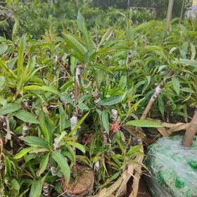 Hướng dẫn trồng và chăm sóc cây đào Bích