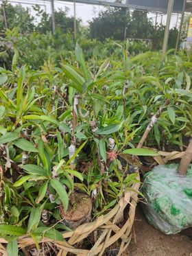 Đào Nhật (Đào Bích) – Loại 1