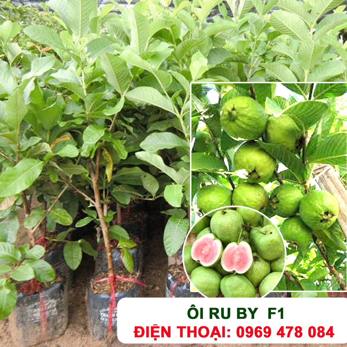 Cây Ổi Ruby –  Giống Chuẩn F1