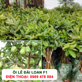 Hướng dẫn cách trồng và chăm sóc cây ổi lê Đài Loan