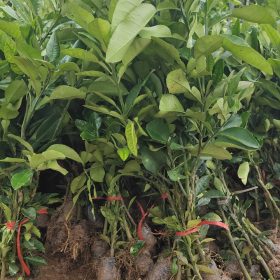 Cây Bưởi Tân Lạc