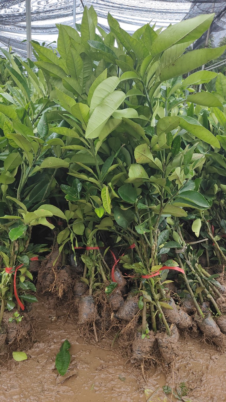 Cây Bưởi Tân Lạc