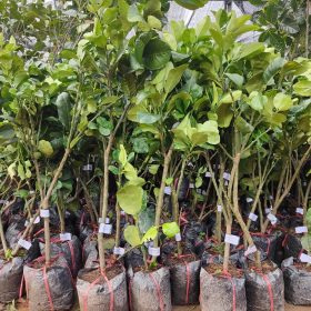 Bưởi Da Xanh Ruột Hồng Miền Nam