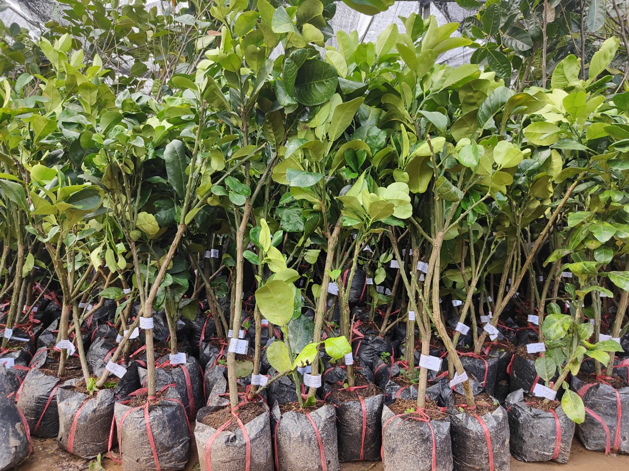 Bưởi Da Xanh Ruột Hồng Miền Nam