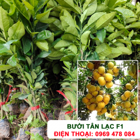 Hướng dẫn cách trồng và chăm sóc Bưởi Tân Lạc