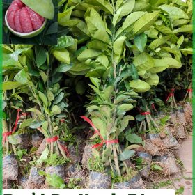 Hướng dẫn cách trồng và chăm sóc Bưởi Da Xanh Ruột Hồng Miền