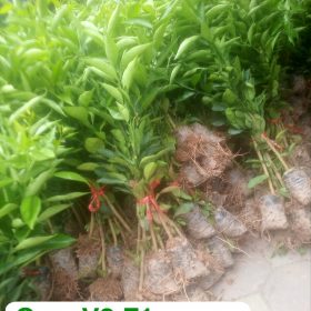 Hướng dẫn cách trồng và chăm sóc Cam V2