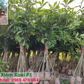 Cây hồng xiêm xoài tứ quý không hạt – Loại 1 – Chuẩn F1