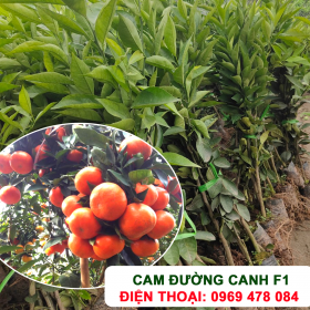 Cây Cam Đường Canh Chuẩn Giống