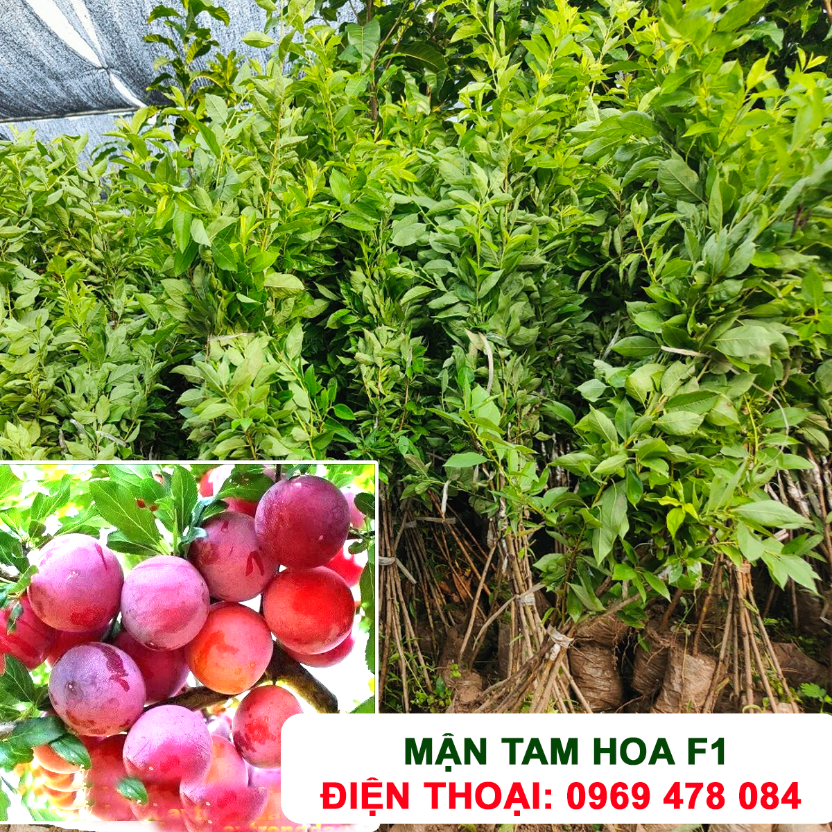 Cây Mận Tam Hoa ( Mận Hậu, Mận Tím)