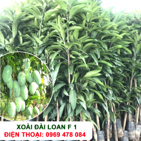 Hướng dẫn trồng và chăm sóc cây Xoài Đài Loan