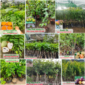 Cây Giống Các Loại